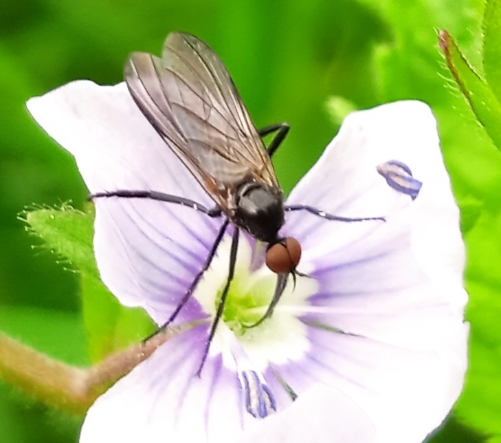 www.ukrbin.com//files/60/Empis_sp._3.jpg