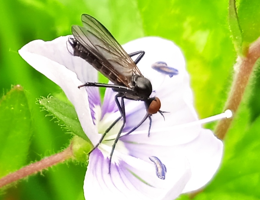 www.ukrbin.com//files/61/Empis_sp._4.jpg