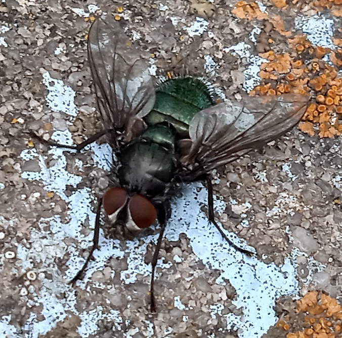 www.ukrbin.com//files/68/Bellardia_sp..jpg