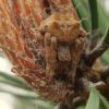 Херстовик кутастий (Araneus angulatus)