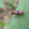 Oxyporus rufus (Staphylinidae)