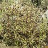 Піщанка чебрецелиста. Песчанка тимьянолистная. Arenaria serpyllifolia