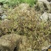 Піщанка чебрецелиста. Песчанка тимьянолистная. Arenaria serpyllifolia