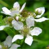 Ожина сиза. Ежевика сизая. Rubus caesius (5)