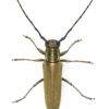 Phytoecia nigricornis