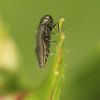 Agrilus derasofasciatus (Buprestidae)