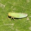 Cicadella viridis (Cicadellidae)