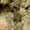 Cicindela (Carabidae)