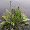 Alisma plantago-aquatica – подорожник водяний