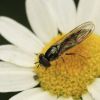 Syrphidae (Diptera)
