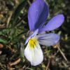 Viola tricolor subsp. curtisii (E.Forst.) Syme