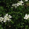 Hornungia alpina subsp. auerswaldii (Willk.) O.Appel