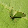 Stictocephala bisoniai (Membracidae. Hemiptera)
