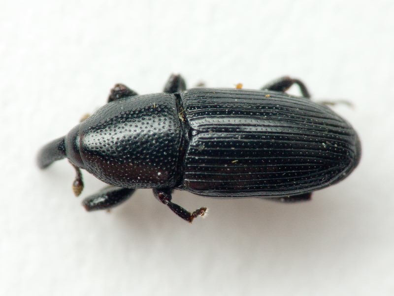 Labiaticola melas Boheman, 1836