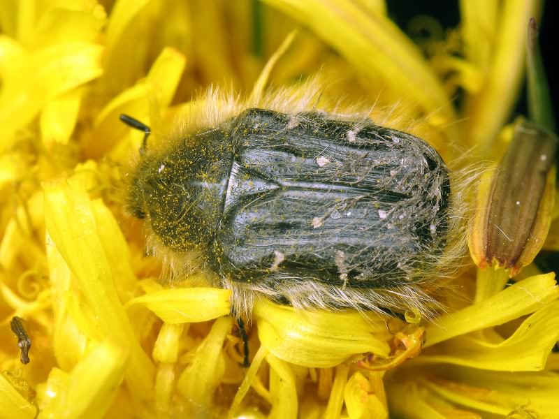 Tropinota (Epicometis) hirta (Poda, 1761)