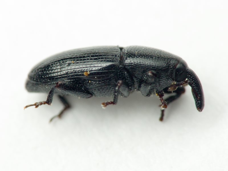 Labiaticola melas Boheman, 1836