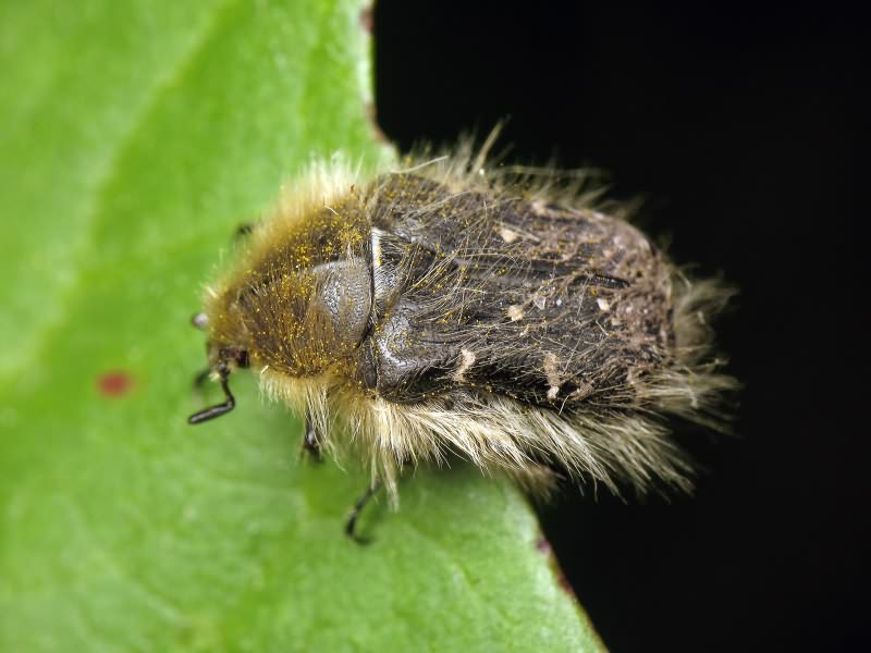 Tropinota (Epicometis) hirta (Poda, 1761)