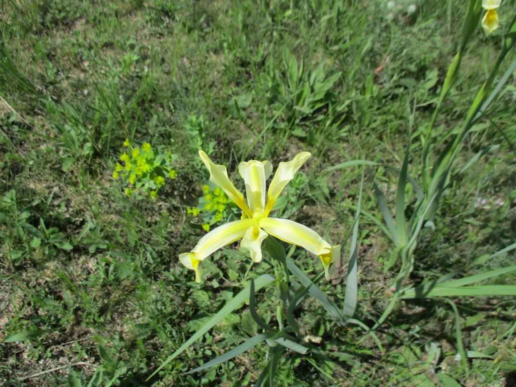 Iris halophila Pall.