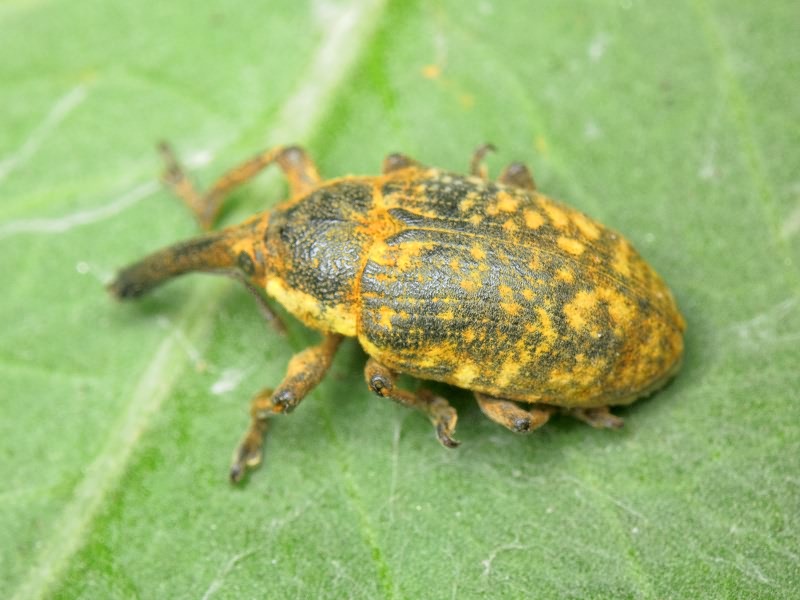 Larinus (Phyllonomeus) sturnus (Schaller, 1873)
