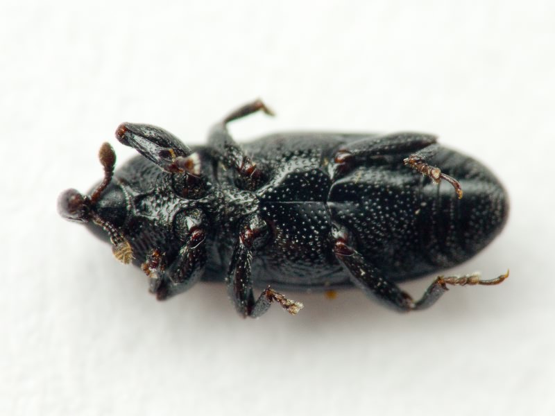 Labiaticola melas Boheman, 1836