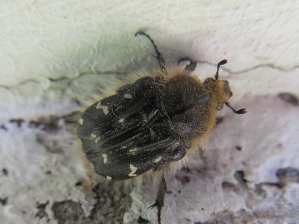 Tropinota hirta (Poda, 1761)