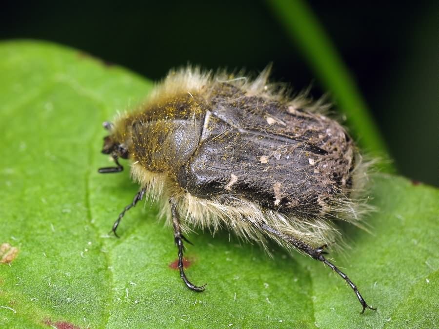 Tropinota (Epicometis) hirta (Poda, 1761)