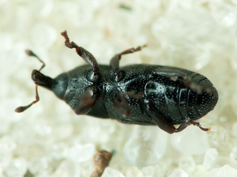 Labiaticola melas Boheman, 1836
