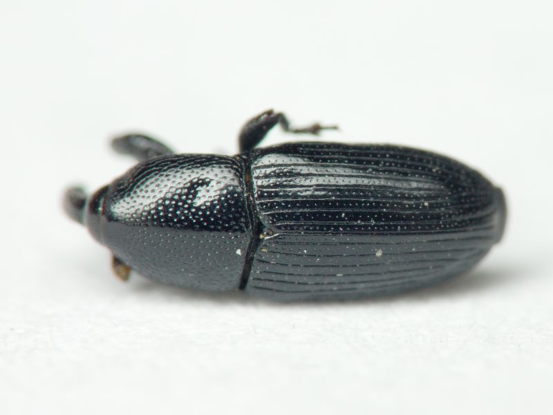 Labiaticola melas Boheman, 1836