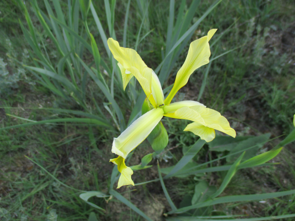 Iris halophila Pall.