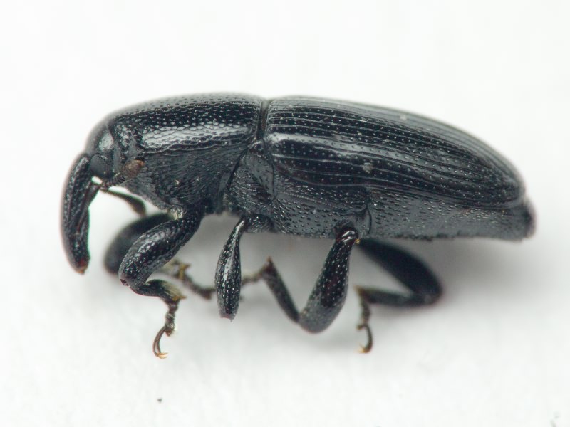 Labiaticola melas Boheman, 1836