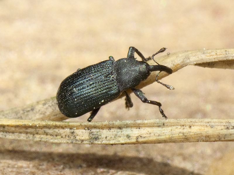 Magdalis duplicata Germar, 1819