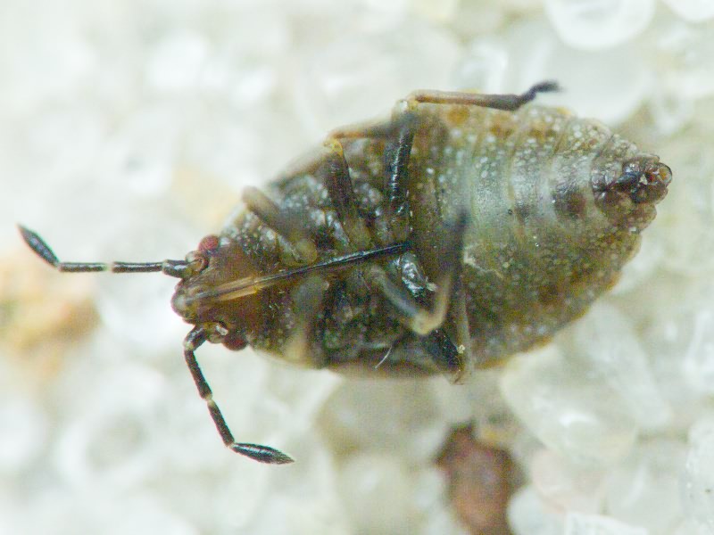 Heteroptera