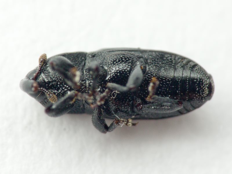 Labiaticola melas Boheman, 1836