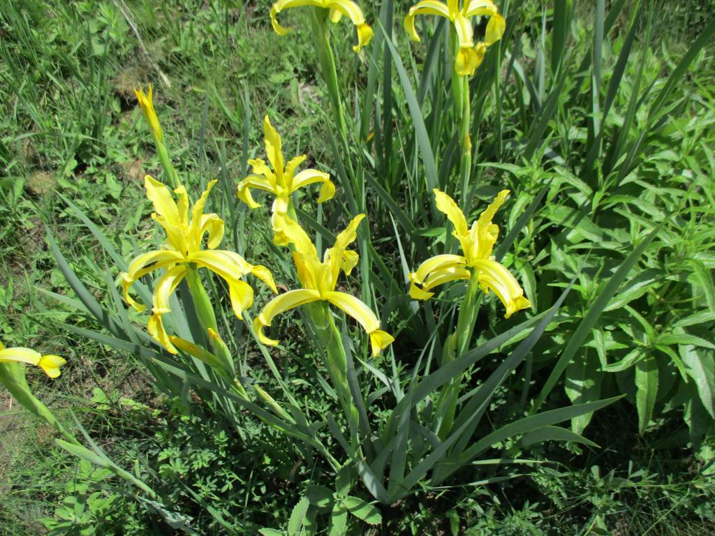Iris halophila Pall.