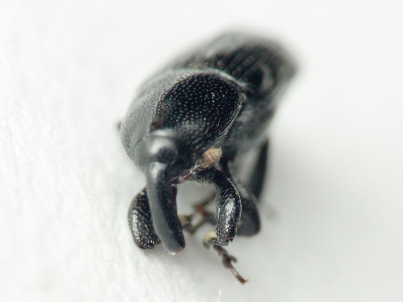 Labiaticola melas Boheman, 1836