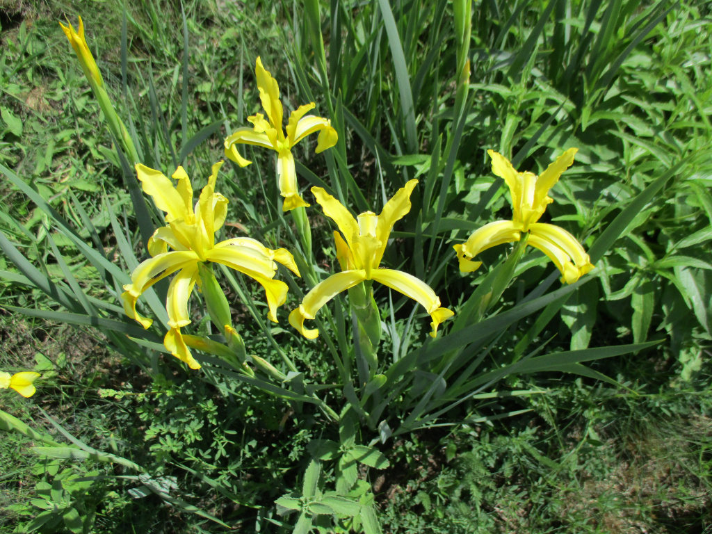Iris halophila Pall.