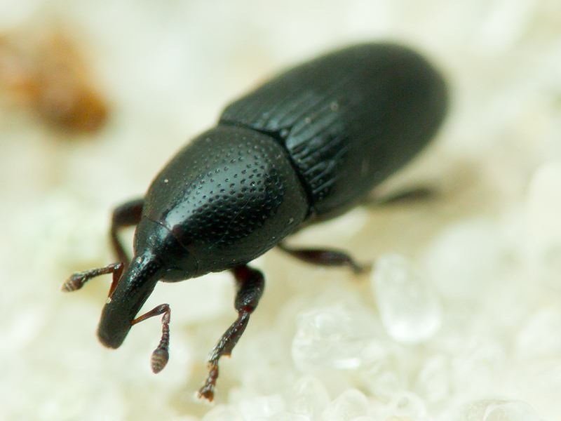 Labiaticola melas Boheman, 1836