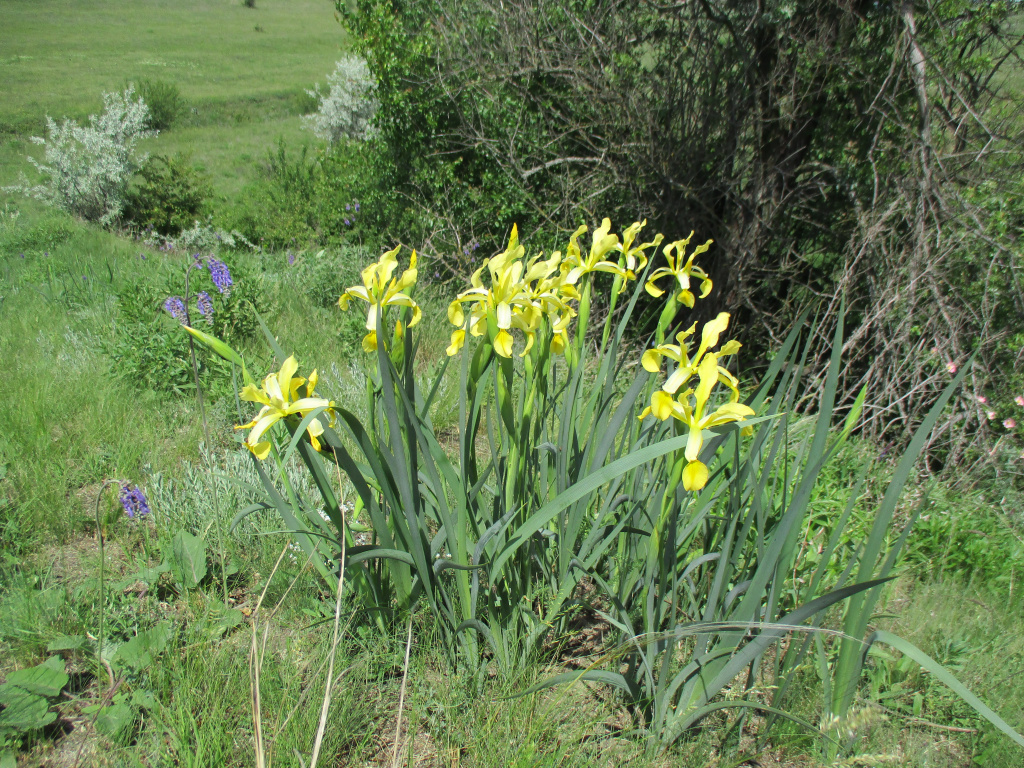 Iris halophila Pall.