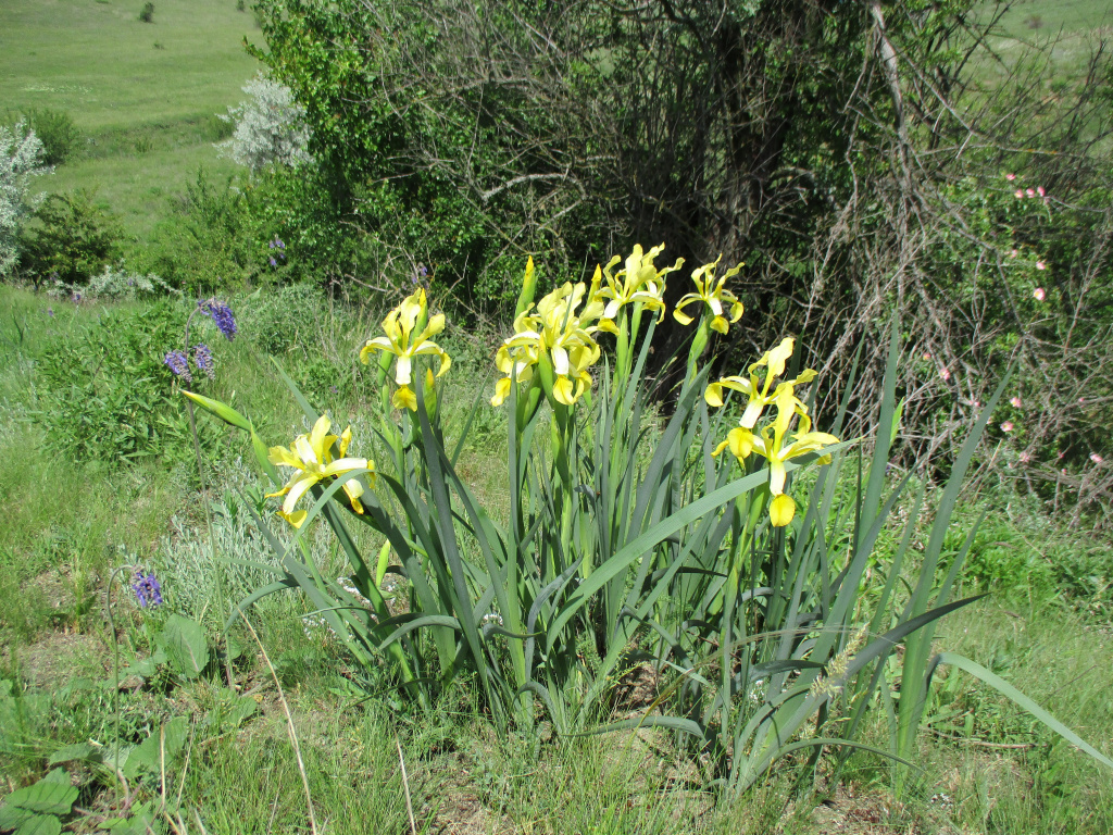 Iris halophila Pall.