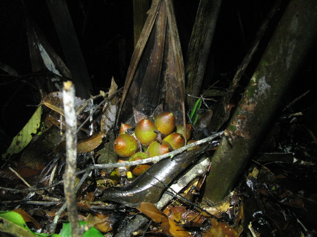 Attalea microcarpa Mart.