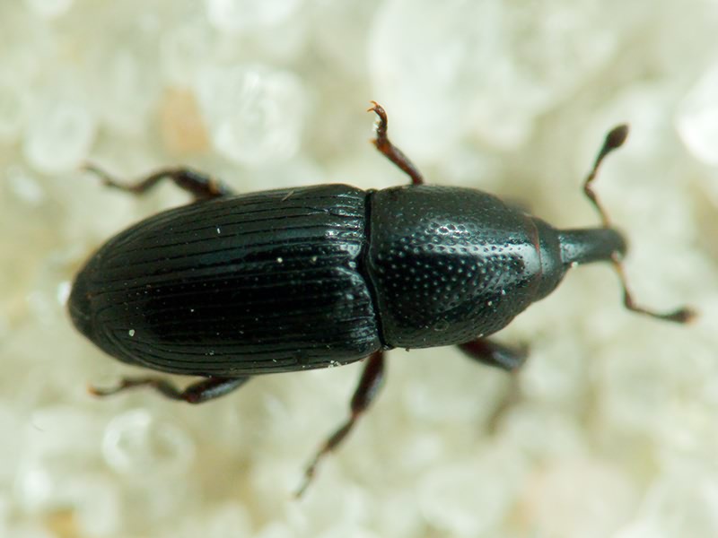 Labiaticola melas Boheman, 1836