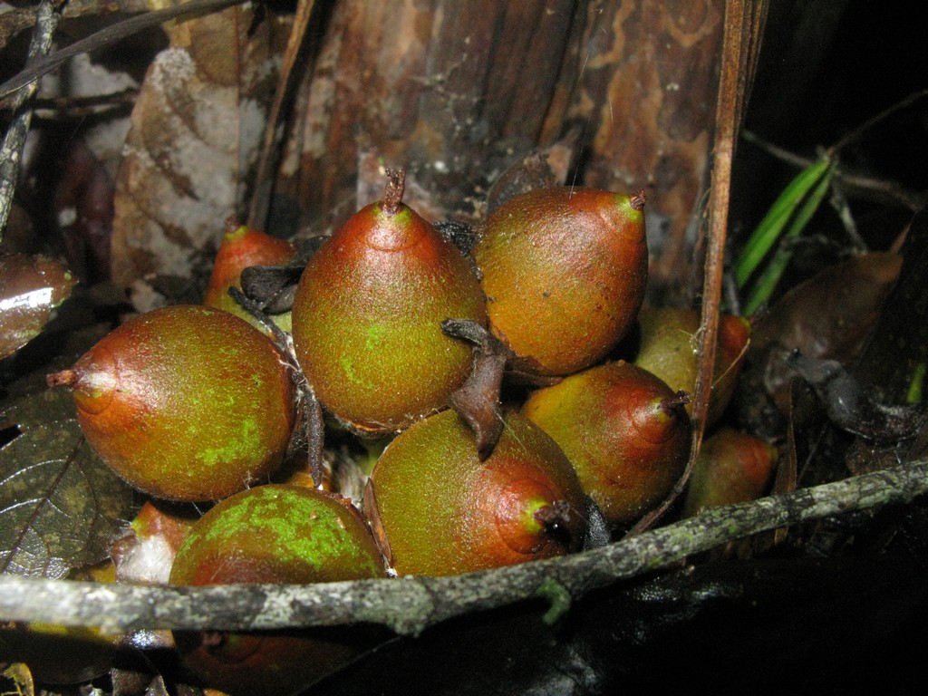 Attalea microcarpa Mart.
