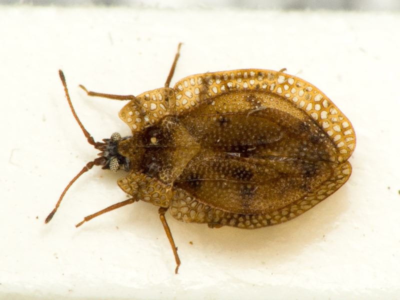 Acalypta musci (Schrank, 1781)