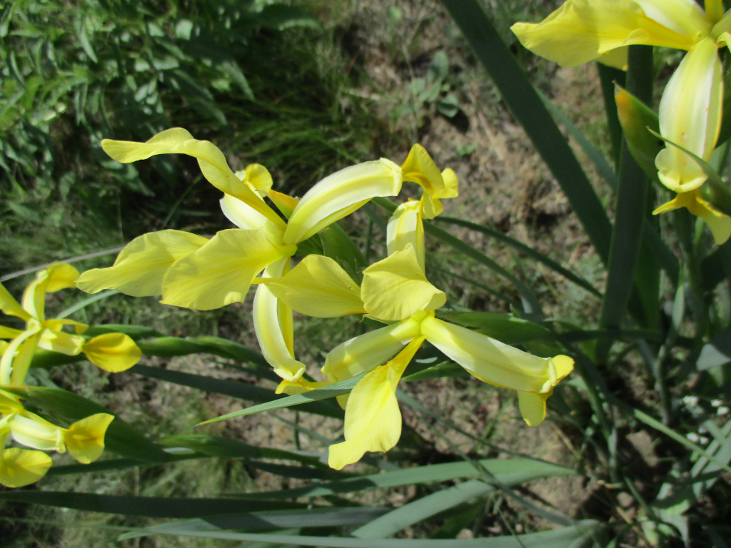 Iris halophila Pall.