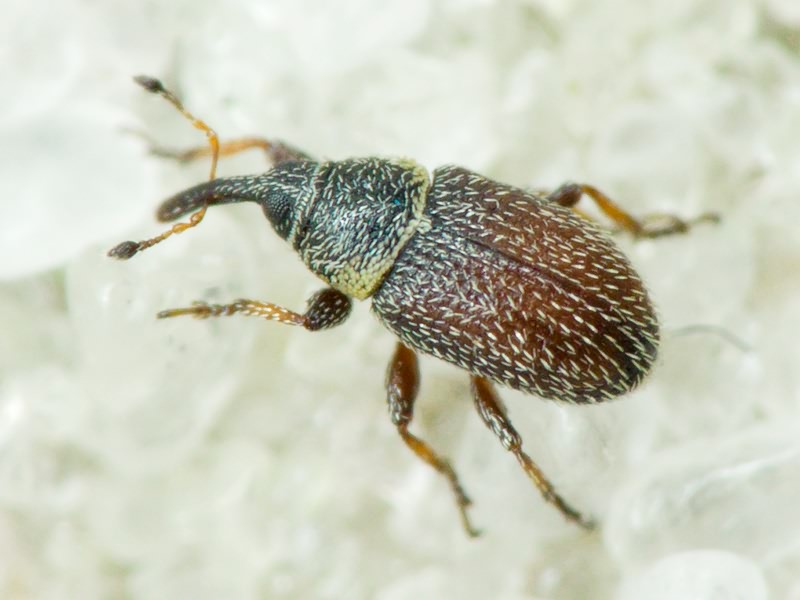 Mecinus plantaginis (Eppelsheimer, 1875)