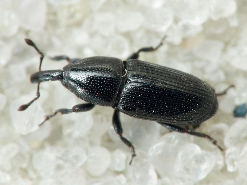 Labiaticola melas Boheman, 1836