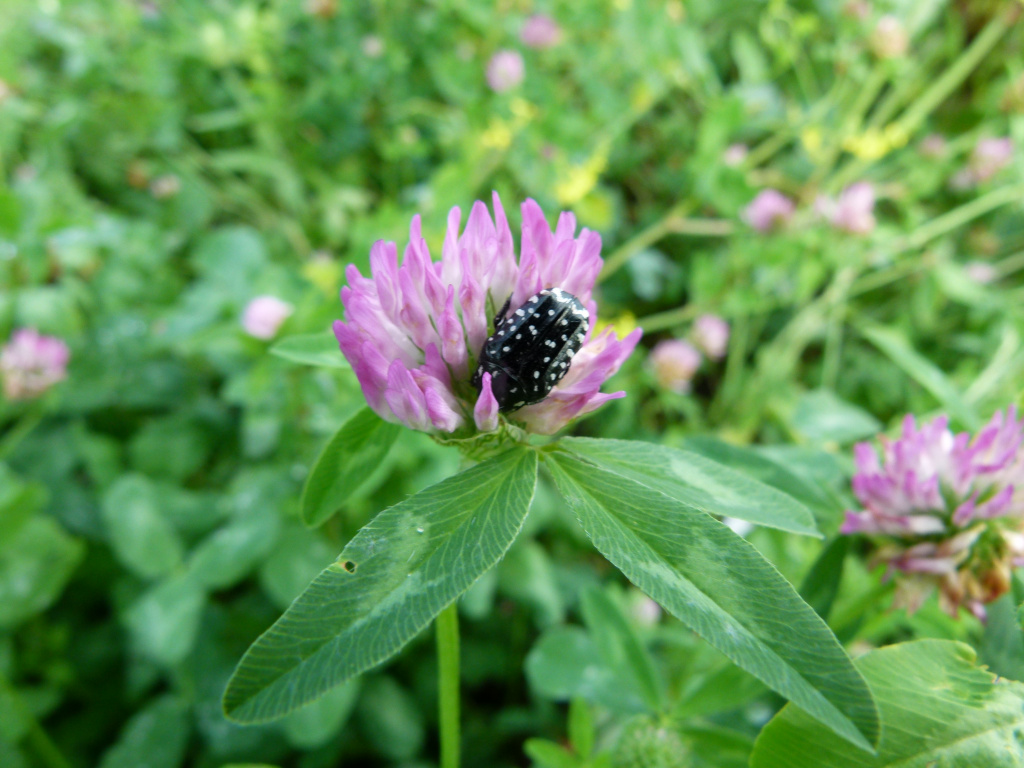 Oxythyrea funesta (Poda, 1761)