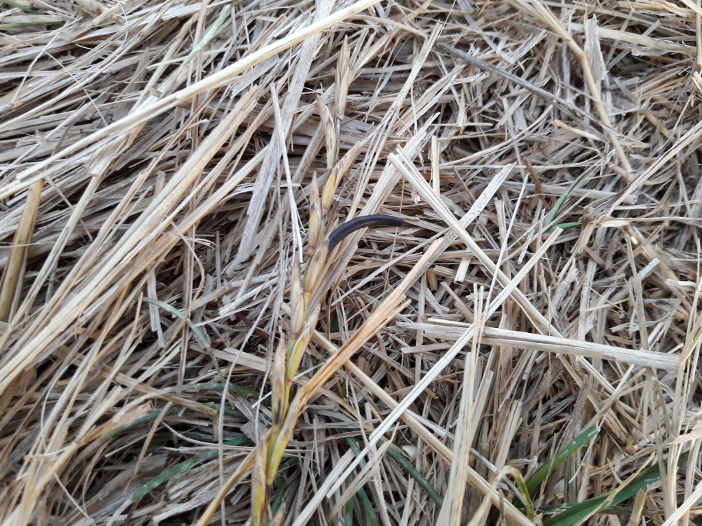 Claviceps