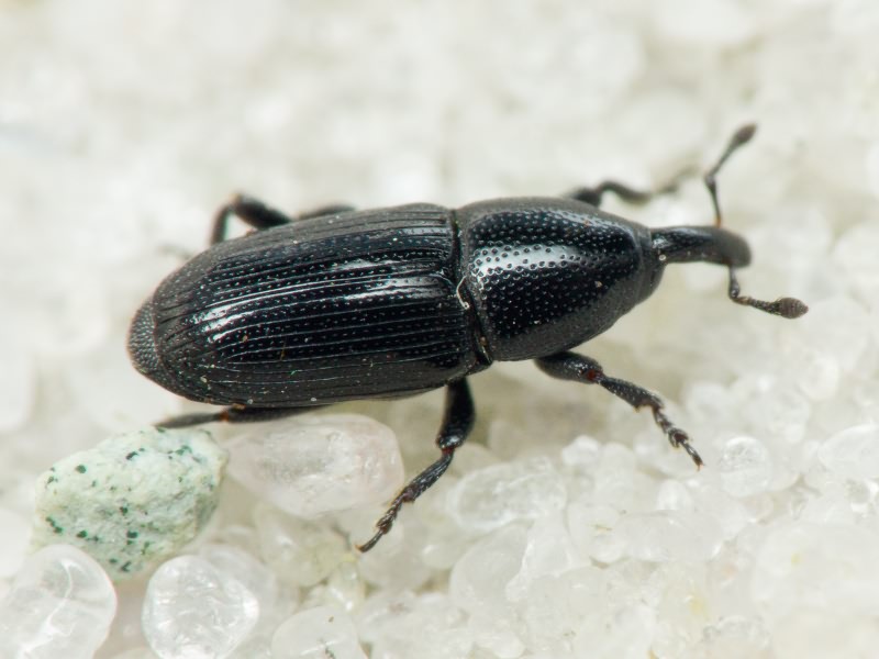 Labiaticola melas Boheman, 1836