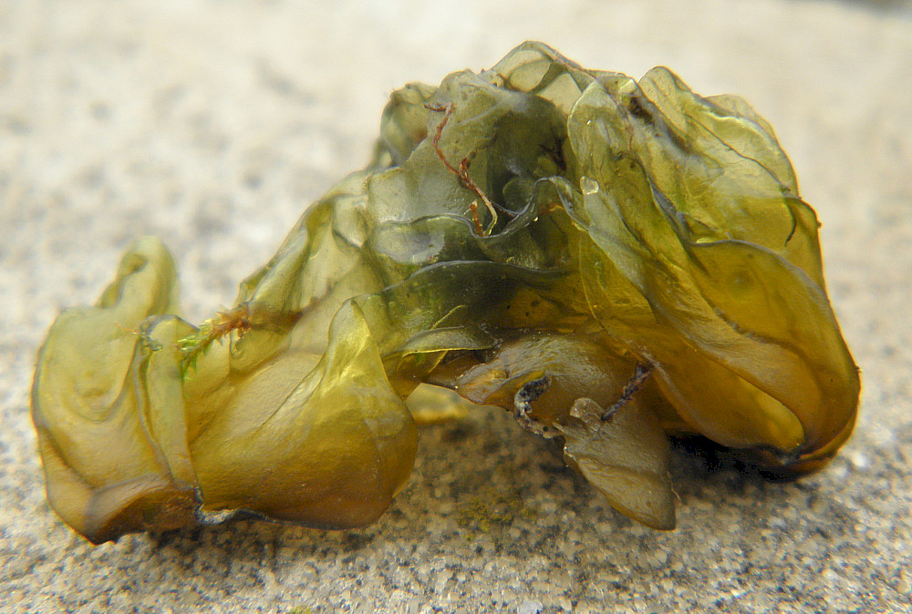 Nostoc commune Vaucher ex Bornet and Flahault
